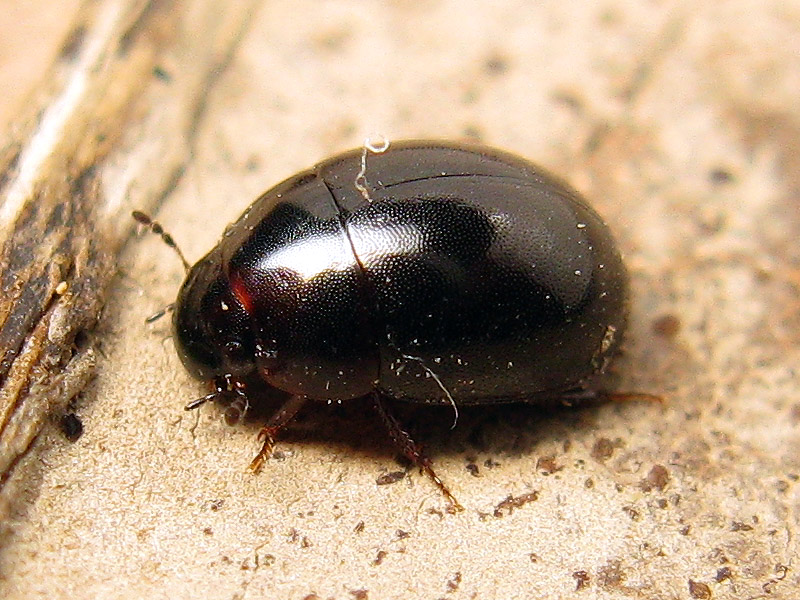 Leiodidae?    No, Hydrophilidae:  Coelostoma orbiculare